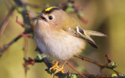 Pasarile Predealului- Bird Watching