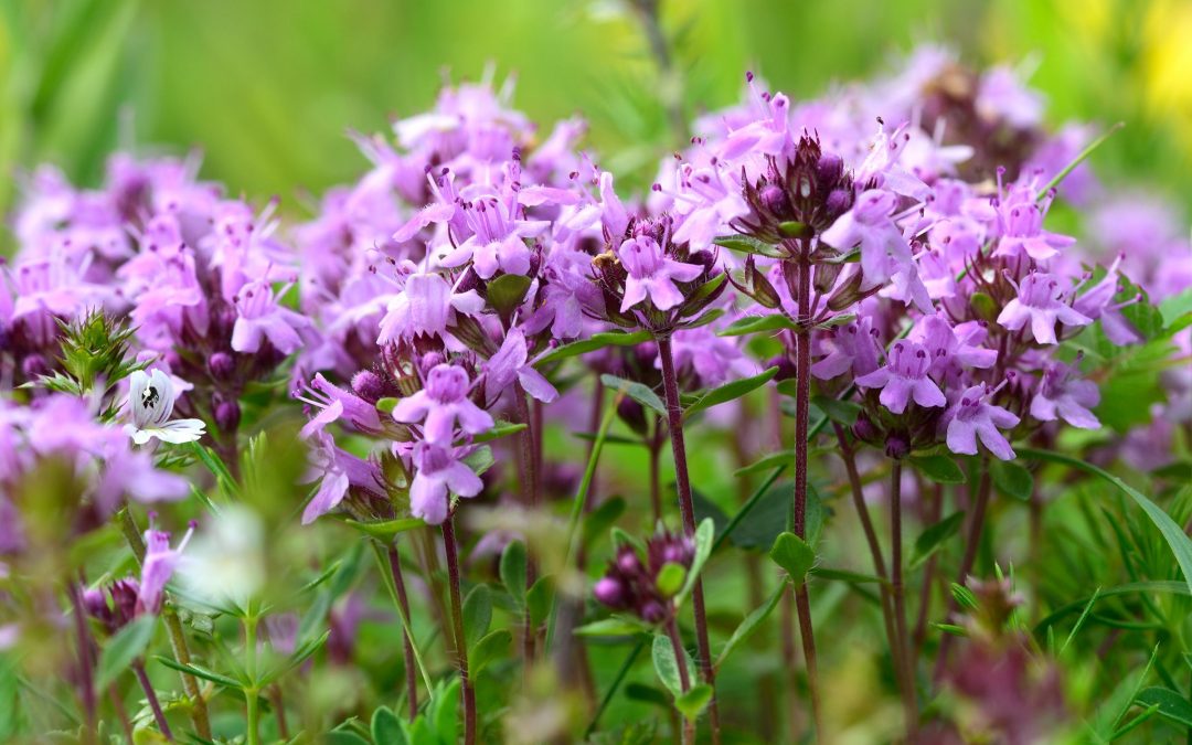 Cimbrisorul de munte, condimentam cu dragoste!