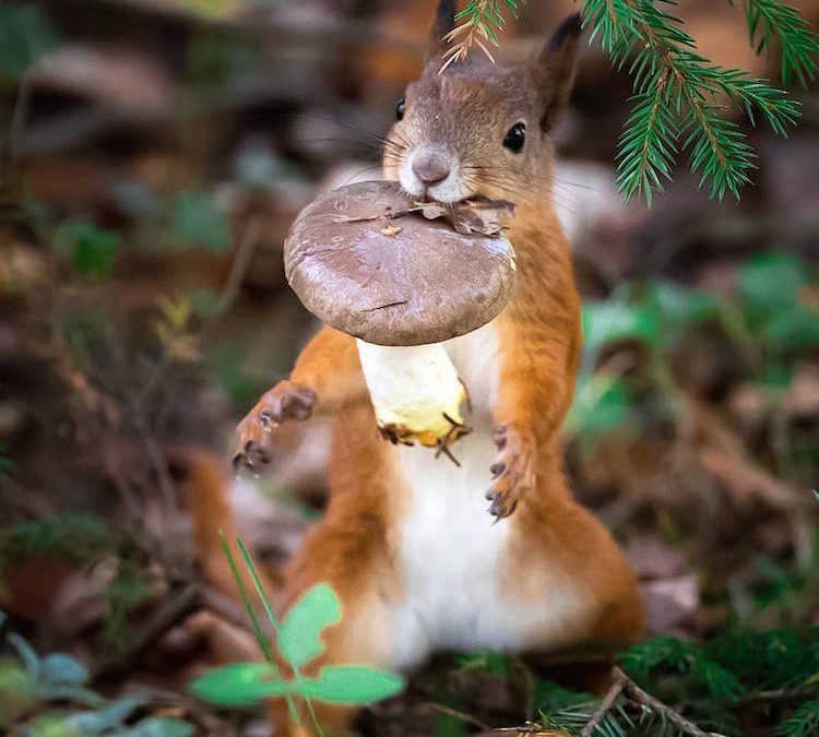 veverita_vila_evergreen