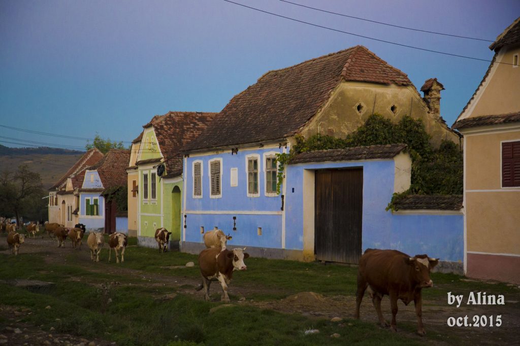 de vizitat satul Viscri turisti Vila Evergreen