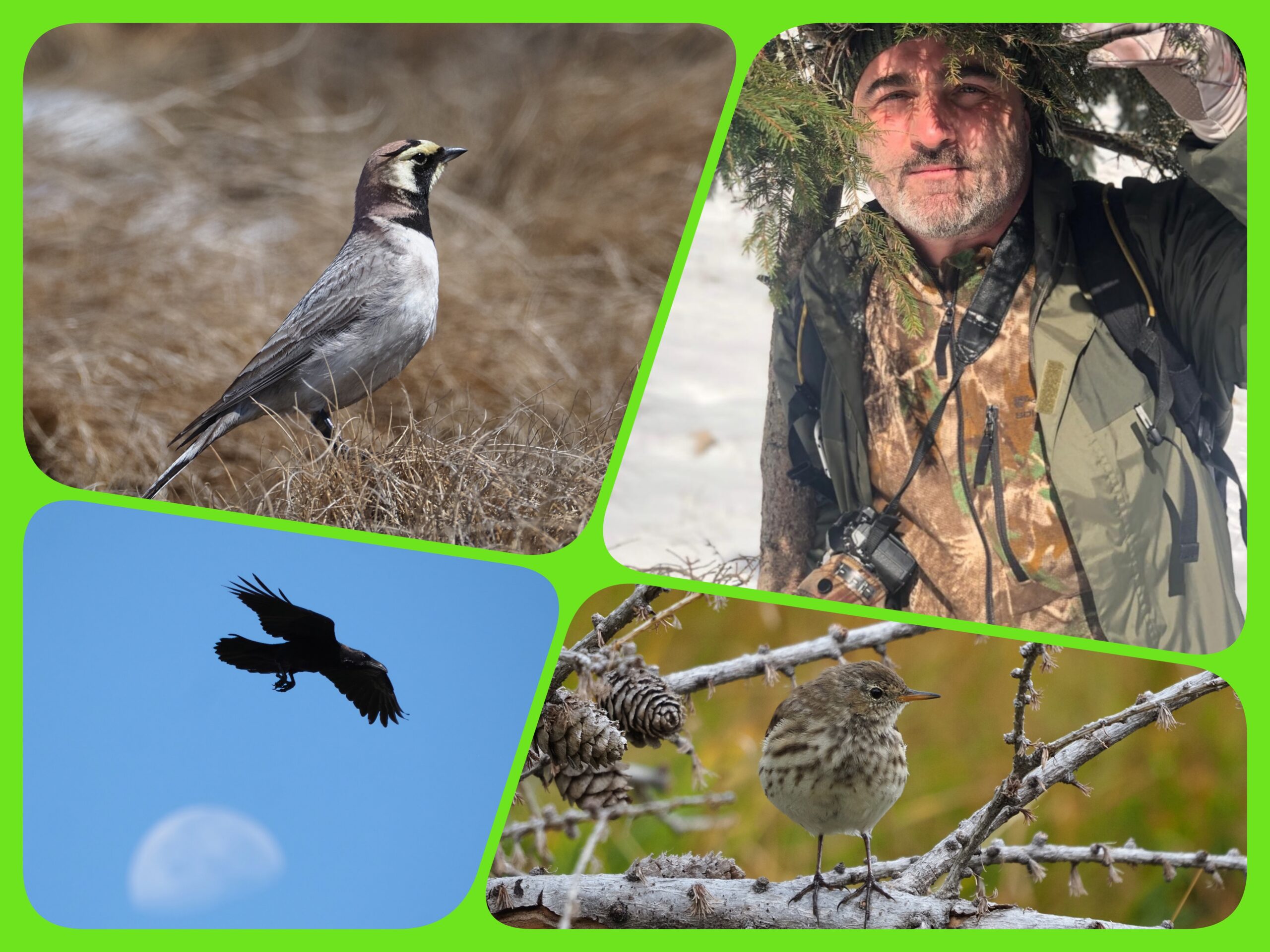 Birdwatching iarna Predeal